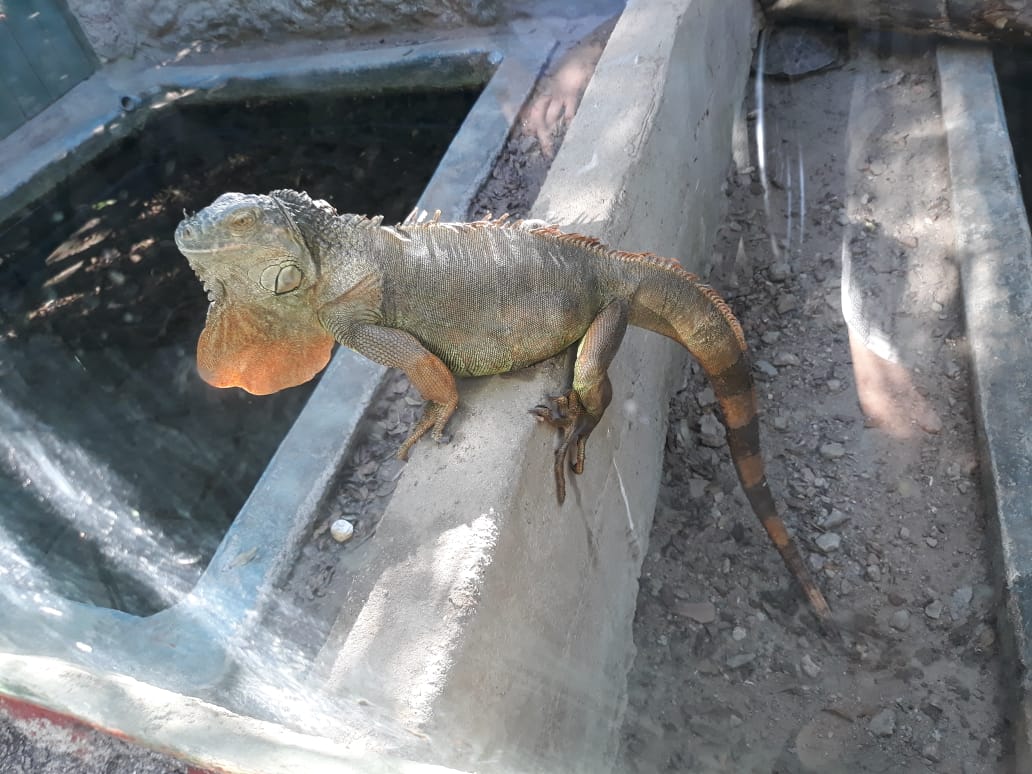 Visita ao Museu Répteis da Caatinga