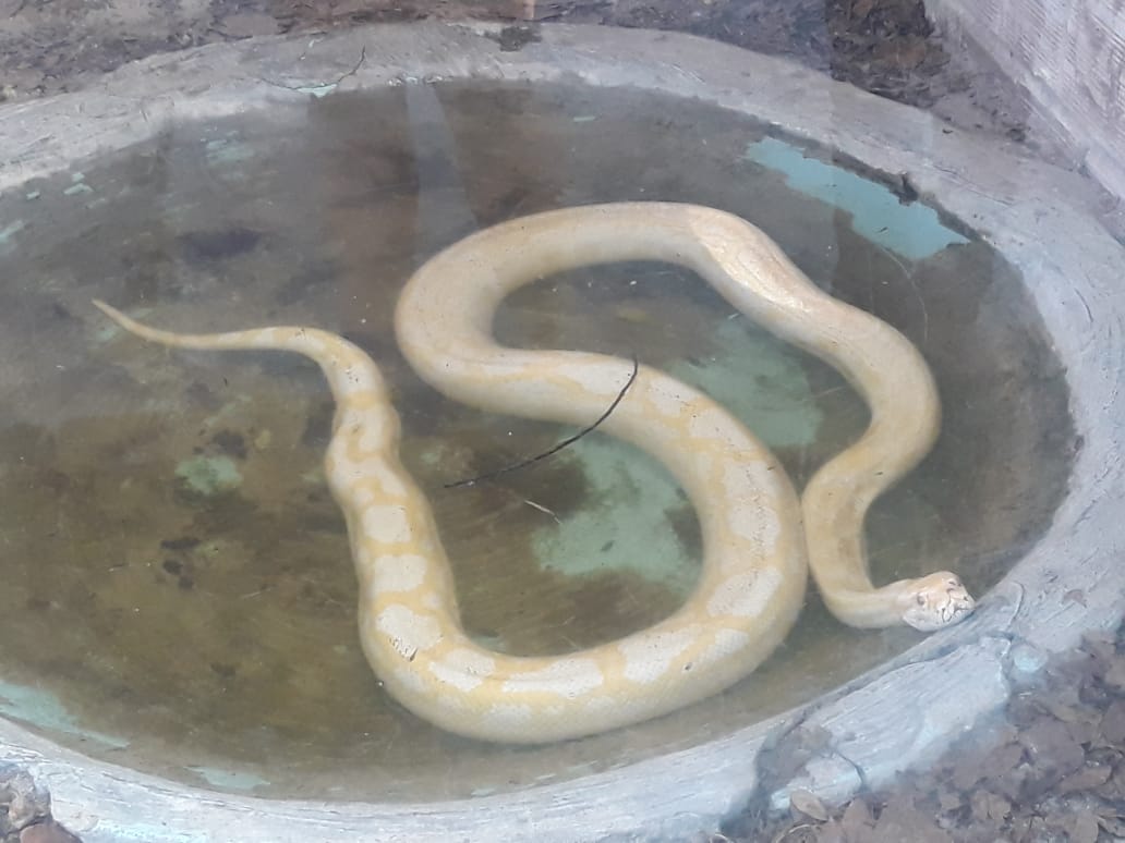 Visita ao Museu Répteis da Caatinga