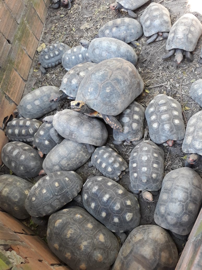 Visita ao Museu Répteis da Caatinga