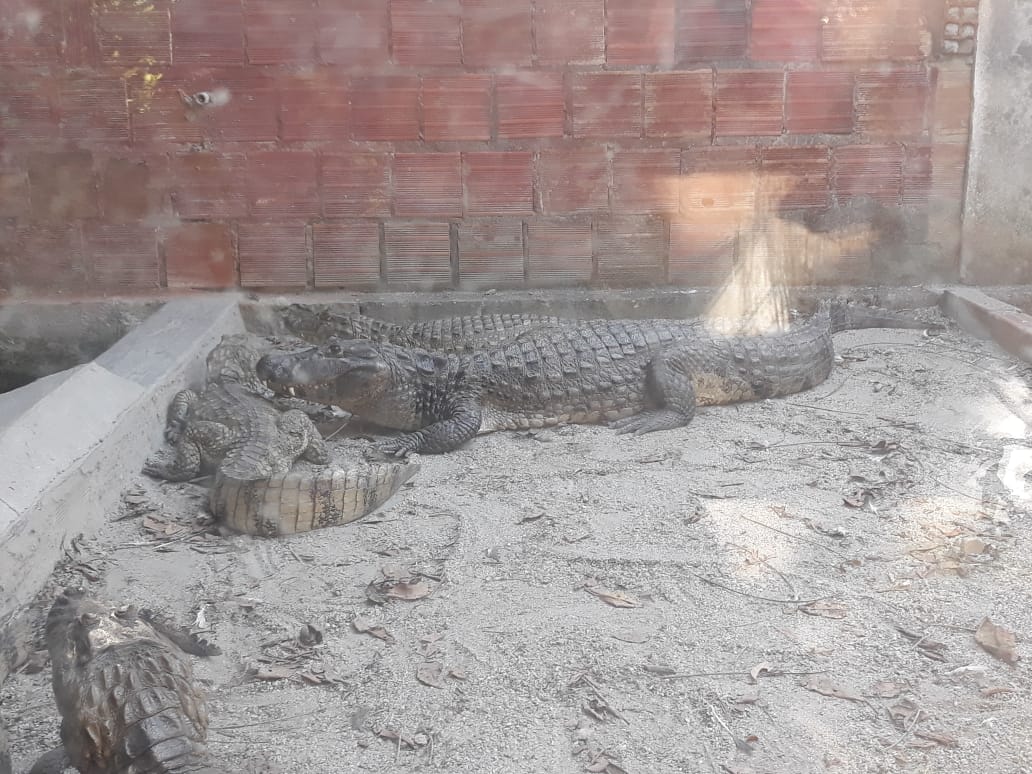 Visita ao Museu Répteis da Caatinga