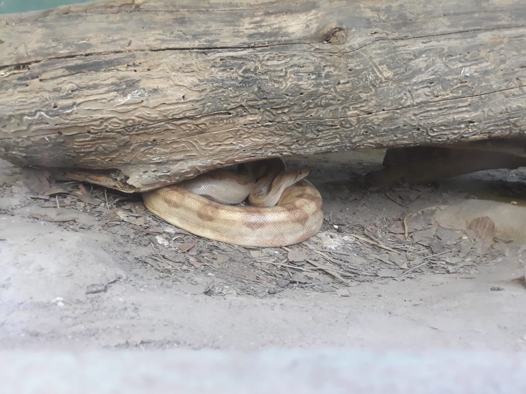 Visita ao Museu Répteis da Caatinga