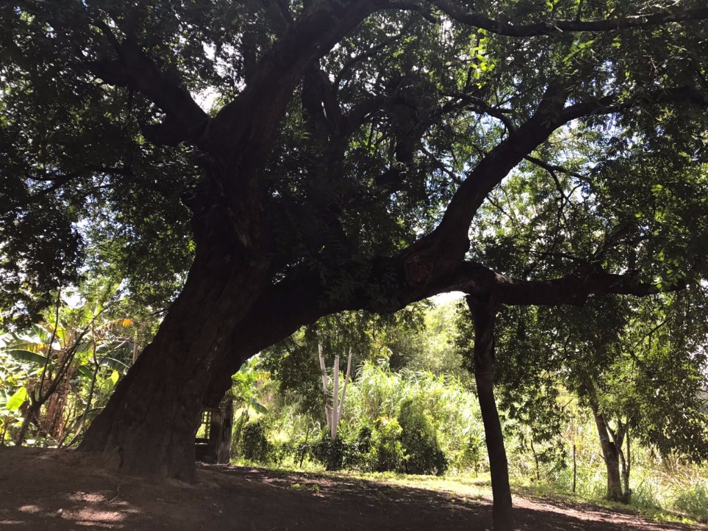 Image 2017-08-10 at 12.35.25.jpeg