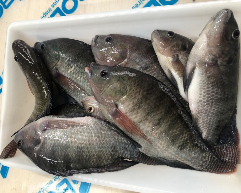 Tilapias1.jpeg