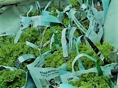 Hortaliças em Sacolas Sustentáveis.jpg