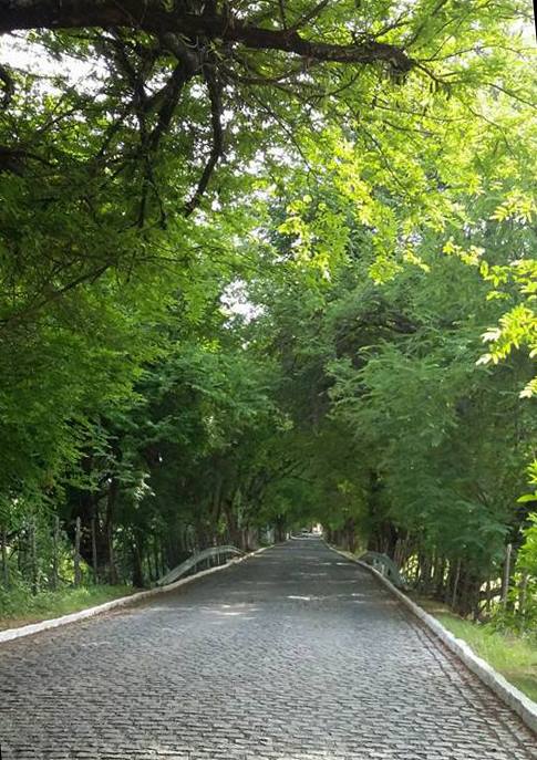 Alameda das Tamarineiras