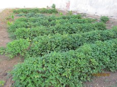 Participantes recebem orientações de cultivo de hortaliças e plantas medicinais