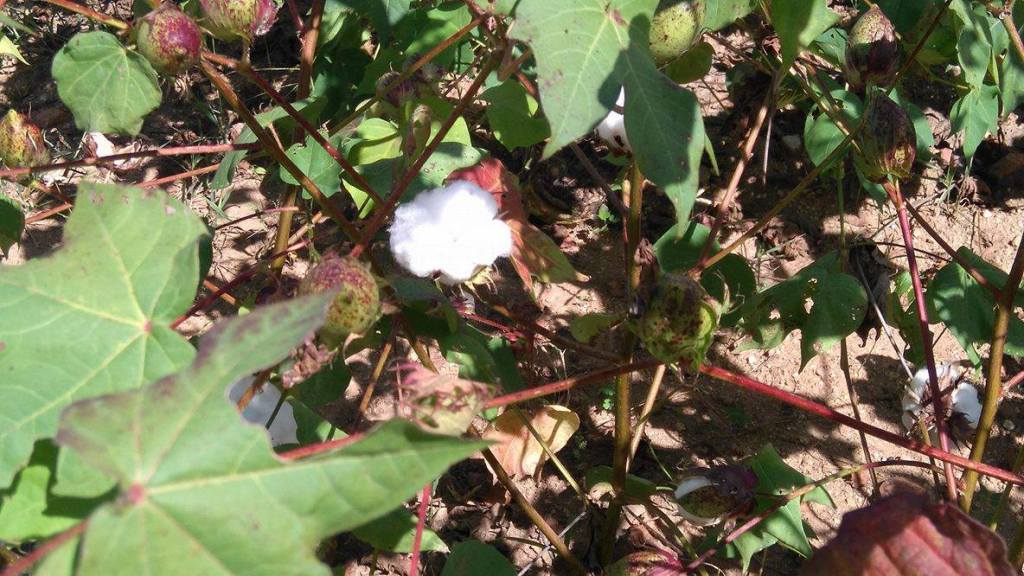 Algodão agroecológico