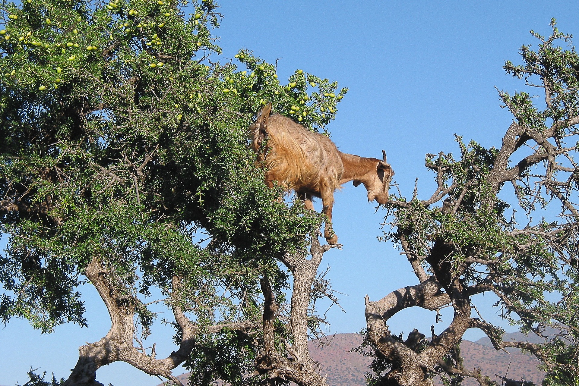 Cabras equilibristas