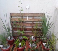 Canteiro da Unidade de Saúde Jardim Iracema (Sousa - PB)