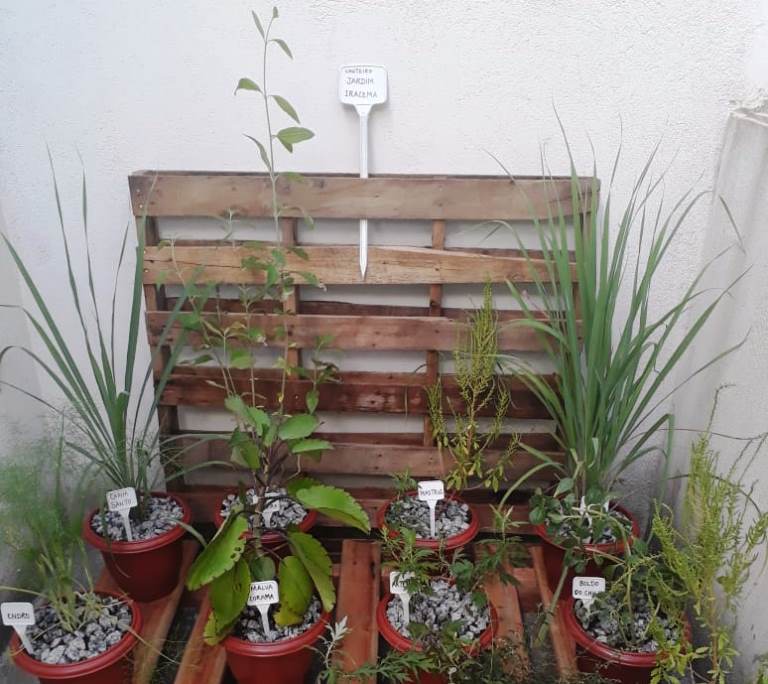 Canteiros medicinais