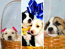 Animais posam para fotos nas redes sociais para chamar a atenção de potenciais cuidadores